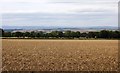 Potato field, Dysart