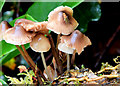 Fungi, Glenlyon, Holywood (October 2014)