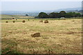 Hay bales on Copthurst Moor