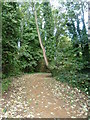 Path through Hanger Hill Wood