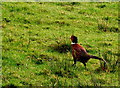 H4290 : Pheasant running away, Gallan Upper by Kenneth  Allen