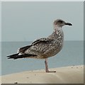 SD3142 : Juvenile Gull at Cleveleys by Gerald England