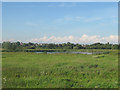 Doxey Marshes nature reserve 