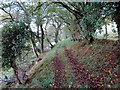 Llwybr Ffarm Nant y Car Fawr Farm Path