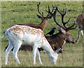 SK5310 : Red and Fallow Deer at the Deer Meadow by Mat Fascione