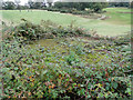 Hexagonal FW3/22 pillbox on Woodbridge golf course