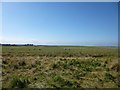 NZ2393 : Farmland near Ulgham Park by DS Pugh