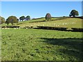 Landscape with sheep