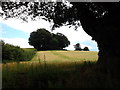 Field off the bridle path from Caughall Road, Upton-by-Chester