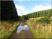 NS7624 : Forest road, Cleughs by Richard Webb