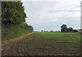 Emerging crop in field near Little Walden