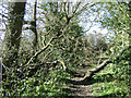 Legacy of recent storms, footpath north of Bell Green