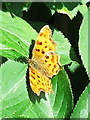 A Comma butterfly near Turkey Brook