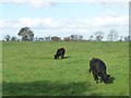 Cattle pasture, east of Aikhead