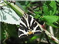 Jersey Tiger moth (Euplagia quadripunctaria)