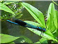 Banded Demoiselle (male) (Calopteryx splendens)