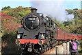 NZ8909 : The Green Knight, 75029 by Pauline E