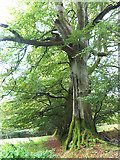 T1691 : Row of beech trees, Ballysheeman by Oliver Dixon