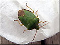 Common Green Shieldbug - Palomena Prasina