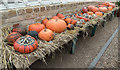 Pumpkins in the Conservatory, Myddelton House Garden, Enfield