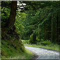 Forestry road south-east of Strata Florida, Ceredigion