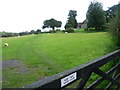 Sheep next to Broomfield Church