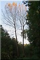 TQ5781 : Sunlight on trees, Oakwood and Ash Plantation by Roger Jones