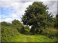 Bridleway east of Gonalston (2)