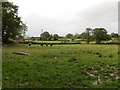 Heifers near Pentre