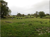 SJ3639 : Heifers near Pentre by Richard Webb