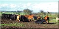 Cattle at Westfields Farm