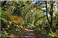 SS8829 : West Somerset : Woodland Path by Lewis Clarke