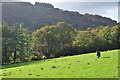 West Somerset : Grassy Field & Horses