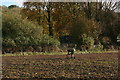 Bullets in the sugarbeet: next to the River Trent at Hazelford Ferry