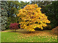 SE2585 : Autumn colours at Thorp Perrow by Oliver Dixon