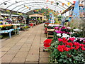 Seasonal display at Plymouth Garden Centre