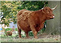 Highland cattle near Rectory Road in Wanlip