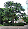 Cedar, Military Cemetery, Aldershot