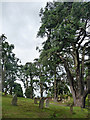 Cedars, Military Cemetery, Aldershot (2)