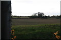 Clump of trees in a field south of Fiskerton