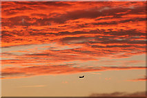 SK8770 : Chinook and sunset sky by Richard Croft