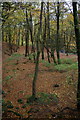 Beech woodland in Den o