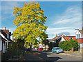 False acacia, Tennyson Road