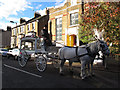 White horse-drawn funeral carriage