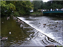 SK2168 : Weir Ducks by Gordon Griffiths