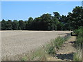 Footpath and arable farmland east of the New River