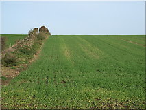 TA1465 : Crop field and hedgerow near Carnaby by JThomas