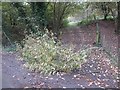 Fallen ash branch