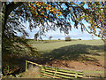 Beech tree and field near Cavers Carre