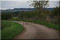 Grey partridges near The Clays